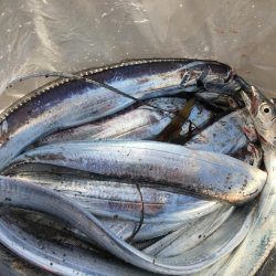 タチウオは朝がいい